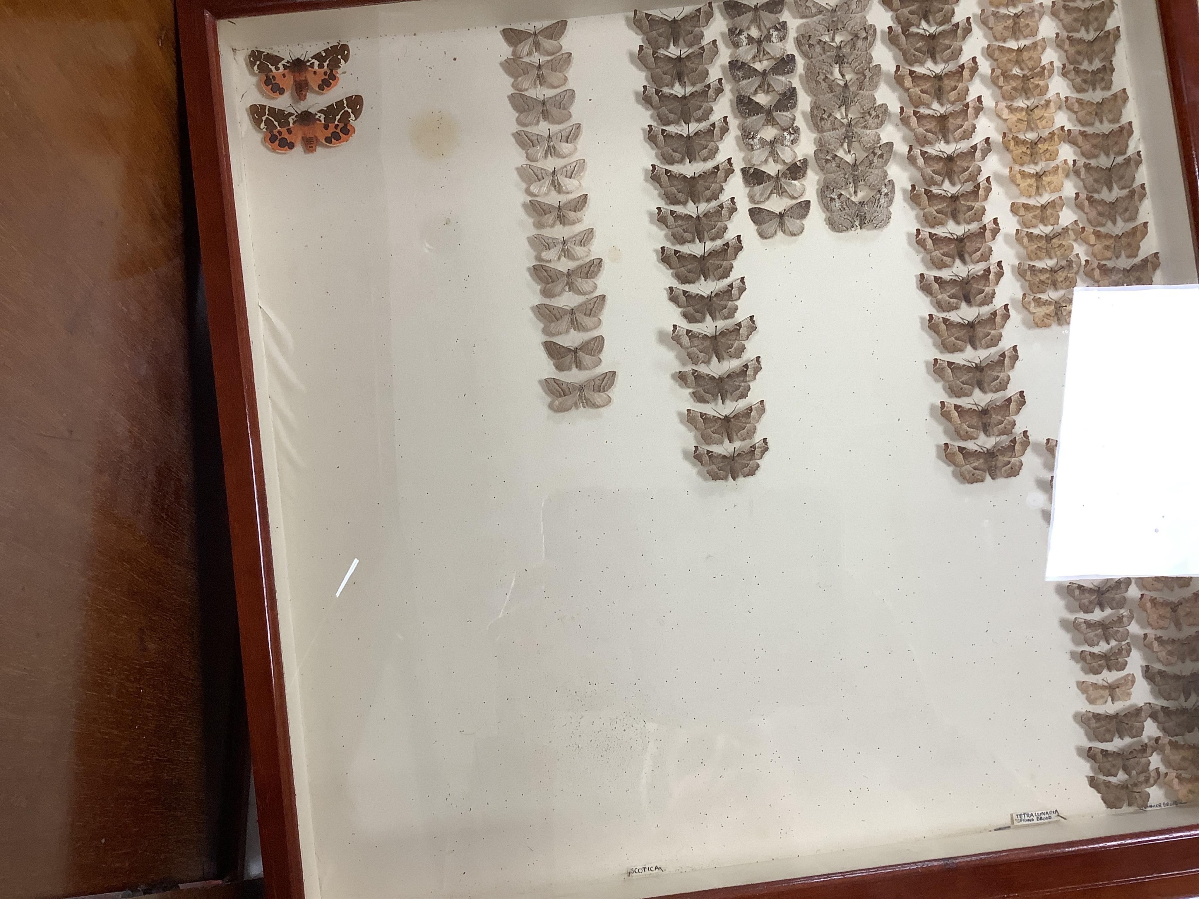 A Victorian mahogany 10-drawer collector’s cabinet with arched glazed door, height 68cm, width 54cm, depth 53cm, containing prepared and pinned moth and butterfly specimens, together with seven 1940s volumes of the Proce